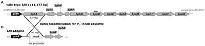 Biphenyl 2,3-Dioxygenase in Pseudomonas alcaliphila JAB1 Is Both Induced by Phenolics and Monoterpenes and Involved in Their Transformation